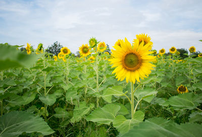 Close-up of yellow flowering plant on field