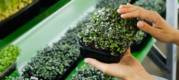 Woman holding box with microgreen, small business indoor vertical farm. close-up of healthy 