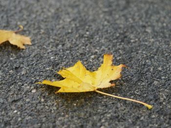 High angle view of maple leaf fallen on yellow leaves