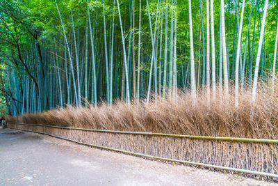 View of bamboo trees in forest