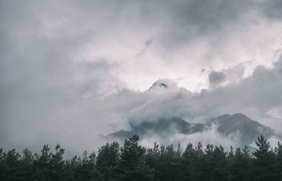 Low angle view of trees against sky