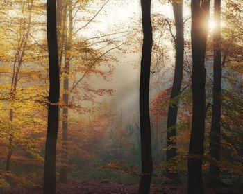 Trees in forest during autumn