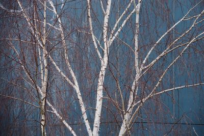 Low angle view of bare trees