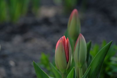 Close-up of red tulip