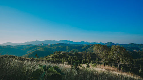 Scenic view of field against blue sky