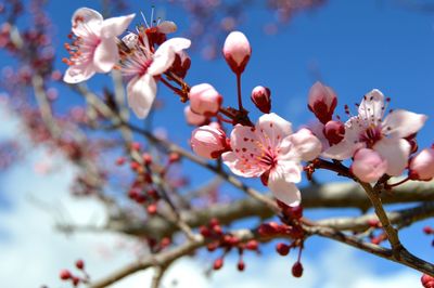 Close-up of cherry blossoms in spring