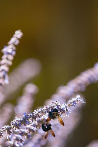 Close-up of insect on purple flower