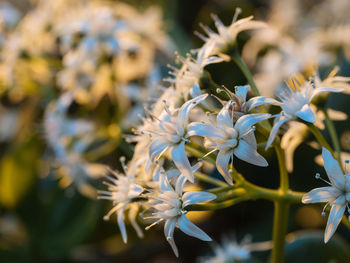 Close-up of white flowers blooming outdoors