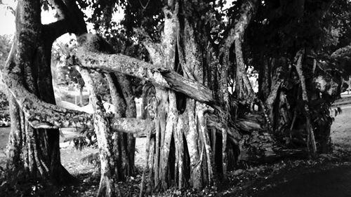 Close-up of tree trunk in forest