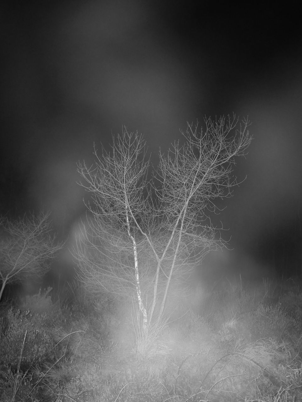 plant, beauty in nature, nature, no people, tranquility, sky, day, growth, land, outdoors, close-up, fragility, vulnerability, tree, field, tranquil scene, focus on foreground, environment, scenics - nature, softness