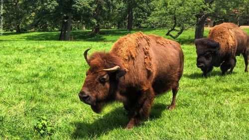 American bison on grassy field
