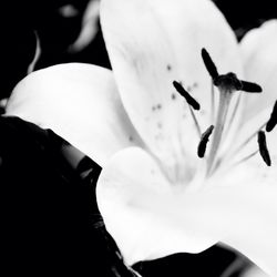 Close-up of white flowers