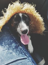 Close-up portrait of dog wearing hat