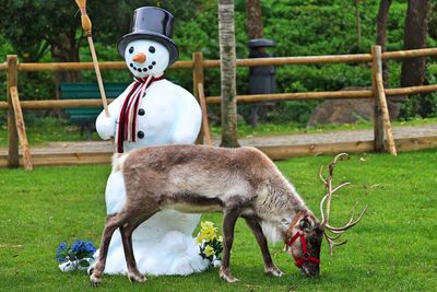 Reindeer grazing by snowman on field