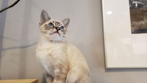 Portrait of cat sitting on table