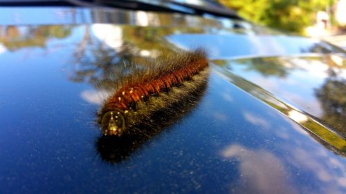 Close-up of caterpillar on car