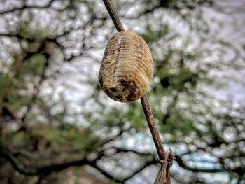 Close-up of snail on tree