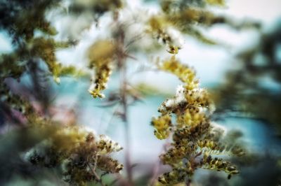 Close-up of flower tree against sky