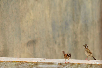 Birds perching on wood against wall