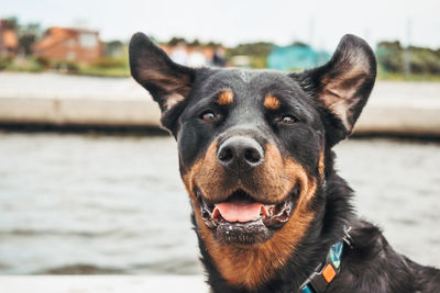 Close-up portrait of a dog