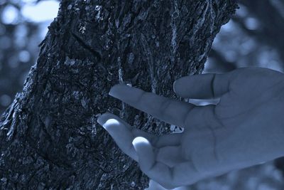 Cropped image of hand holding tree trunk