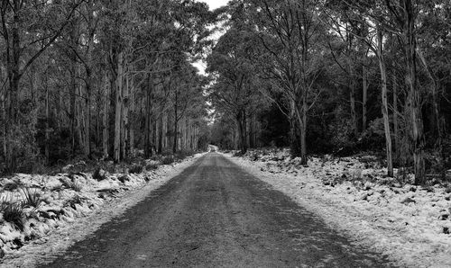 Road passing through forest
