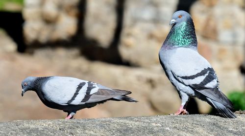 Close-up of pigeons perching on rock