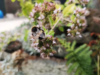 Close-up of bee pollinating on flower