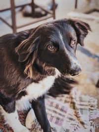 Close-up of dog looking away