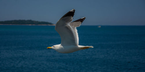 Close-up of seagull flying over sea against clear sky