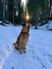 Dog on snow covered field