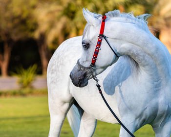 Horse standing on field