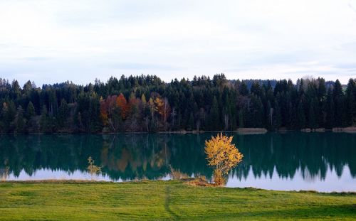 Scenic view of lake by trees against sky