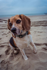 Dog on beach