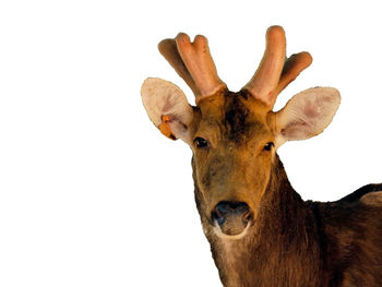 Close-up of deer against white background