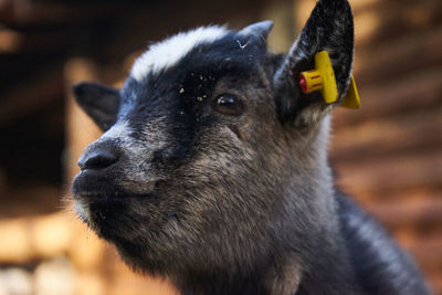 Close-up of goat