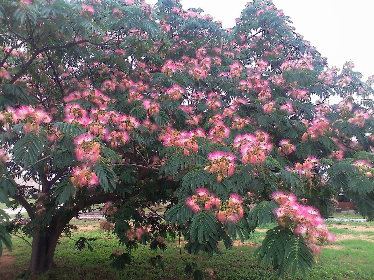 PINK FLOWERING TREE IN PARK