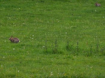 View of bird on grassy field