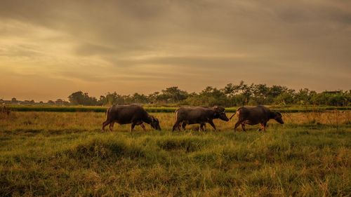 Buffalo grazing in a field