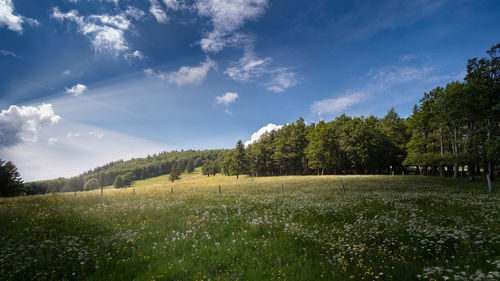 Trees on field against sky