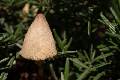 Close-up of mushroom growing on field