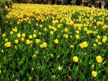 Close-up of yellow flowering plants on field