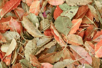 Full frame shot of dry leaves on field