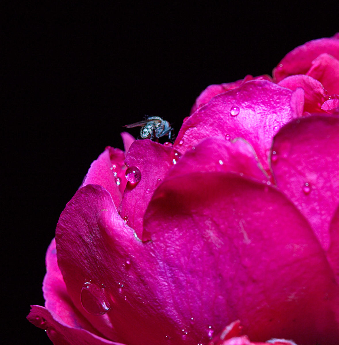 flower, petal, drop, freshness, water, fragility, flower head, wet, beauty in nature, close-up, pink color, nature, rose - flower, blooming, dew, black background, single flower, studio shot, growth, raindrop