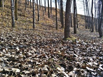 Trees in forest during autumn