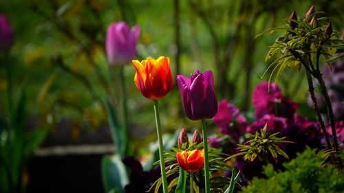 Close-up of purple flowering plants in park