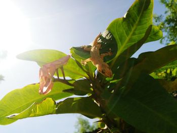 Close-up of fresh green leaves on plant against sky