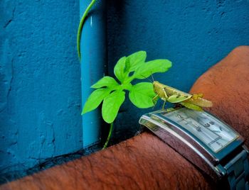 Close-up of green plant against blue wall