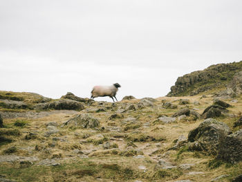 Side view of a sheep on landscape