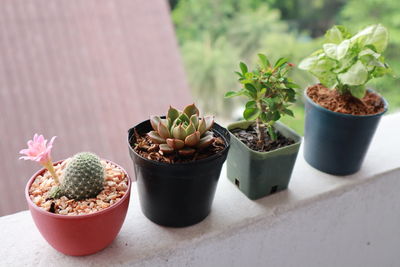 Close-up of potted plants on table